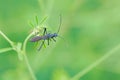 Coreidae stinkbug