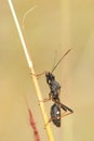 Coreidae stinkbug Royalty Free Stock Photo