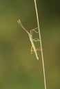 Coreidae stinkbug