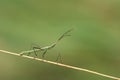 Coreidae stinkbug