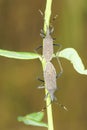 Coreidae stinkbug