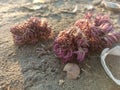 corel reefs rose on sand beach