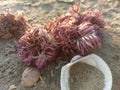 corel reefs rose on sand beach