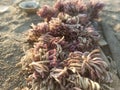 corel reefs on sand beach