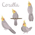 Corella parrot set in grey and yellow colors. Cockatiel collection in hand drawn cartoon style.