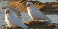 Corella's on water edge