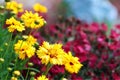 Coreopsis Royalty Free Stock Photo