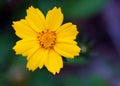 Coreopsis