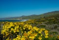 Coreopsis along the California coast