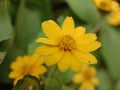 Coreopsis Auriculata Flowers Royalty Free Stock Photo