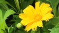 Coreopsis Auriculata Lobed tickseed Royalty Free Stock Photo