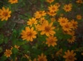 coreopsis auriculata Royalty Free Stock Photo