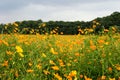 Coreopsis field Royalty Free Stock Photo