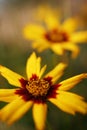 Coreopsis flower