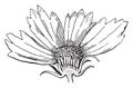 Coreopsis, Flower, Asteraceae, family, cut, section vintage illustration