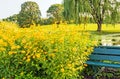 Coreopsis flowers with bench at pond