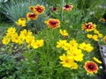 Bright coreopsis flowers and even brighter Gaillardia flowers. Royalty Free Stock Photo