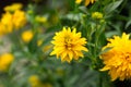 Coreopsis fully double, golden yellow flowers Solanna Golden Sphere perennial in summer cottage garden