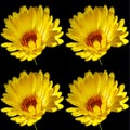 Coreopsis is a genus of flowering plants in the family Asteraceae