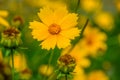 Coreopsis