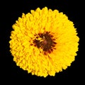 Coreopsis is a genus of flowering plants in the family Asteraceae