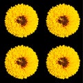 Coreopsis is a genus of flowering plants in the family Asteraceae