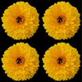 Coreopsis is a genus of flowering plants in the family Asteraceae