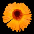 Coreopsis is a genus of flowering plants in the family Asteraceae