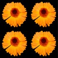 Coreopsis is a genus of flowering plants in the family Asteraceae