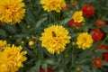 Coreopsis grandiflora in bloom with bee