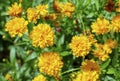 Coreopsis grandiflora Early Sunrise blooming 1 Royalty Free Stock Photo