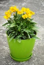 Coreopsis grandiflora flower plant growing in the pot