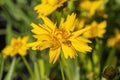 Coreopsis grandiflora `Sun Up`