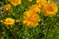 Coreopsis grandiflora Sunburst in flower, also known as tickseed