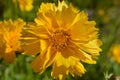 Coreopsis grandiflora Sunburst flower, also known as tickseed