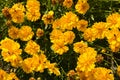 Coreopsis granduflora