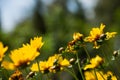 Coreopsis hybrid and flower buds in a green background Royalty Free Stock Photo