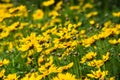 Coreopsis hybrid in a green background Royalty Free Stock Photo