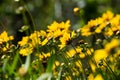 Coreopsis hybrid in a green background Royalty Free Stock Photo