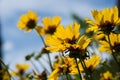 Coreopsis hybrid and flower buds in a green background Royalty Free Stock Photo