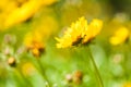 Coreopsis hybrids