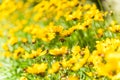 Coreopsis hybrids