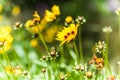 Coreopsis hybrids