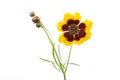 Coreopsis lancelota flowers Royalty Free Stock Photo