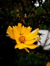 Coreopsis lanceolata. Beautiful Lance-leaved coreopsis flower of yellow color. Royalty Free Stock Photo