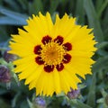 Coreopsis lanceolata flower Royalty Free Stock Photo