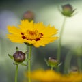 Coreopsis lanceolata flower Royalty Free Stock Photo