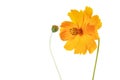 Single Coreopsis lanceolata flower on white Royalty Free Stock Photo