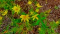 Coreopsis lanceolata flowers have a bright yellow color