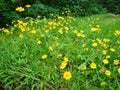 Coreopsis lanceolata flowers